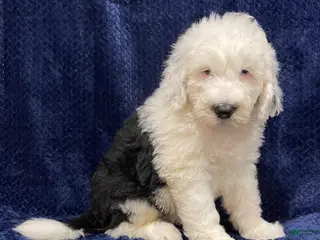 Sheepadoodle dogs Mickey - Ad 25