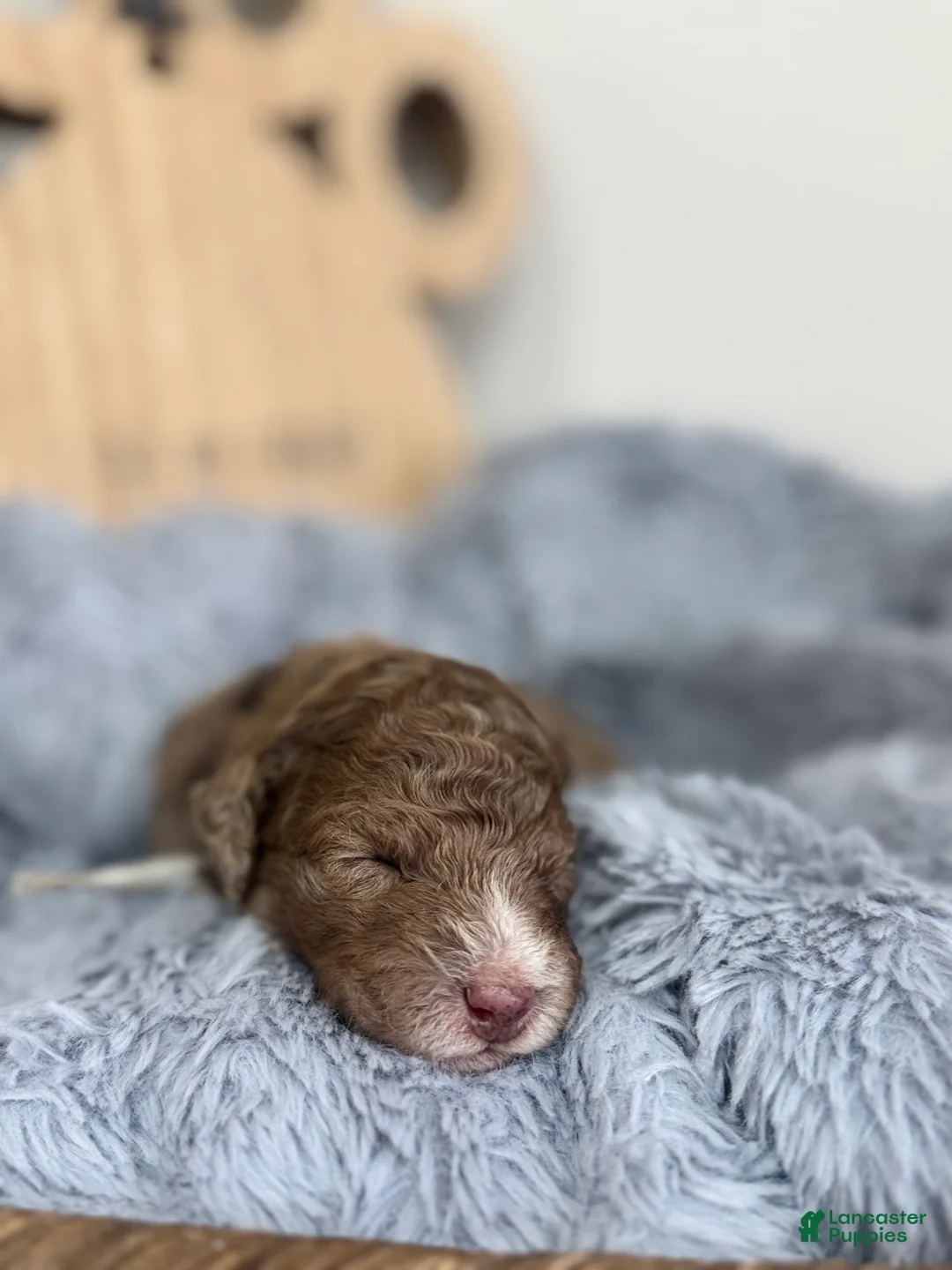 Mixed Breed dogs for sale: Dune-Gray Collar - Ad 1