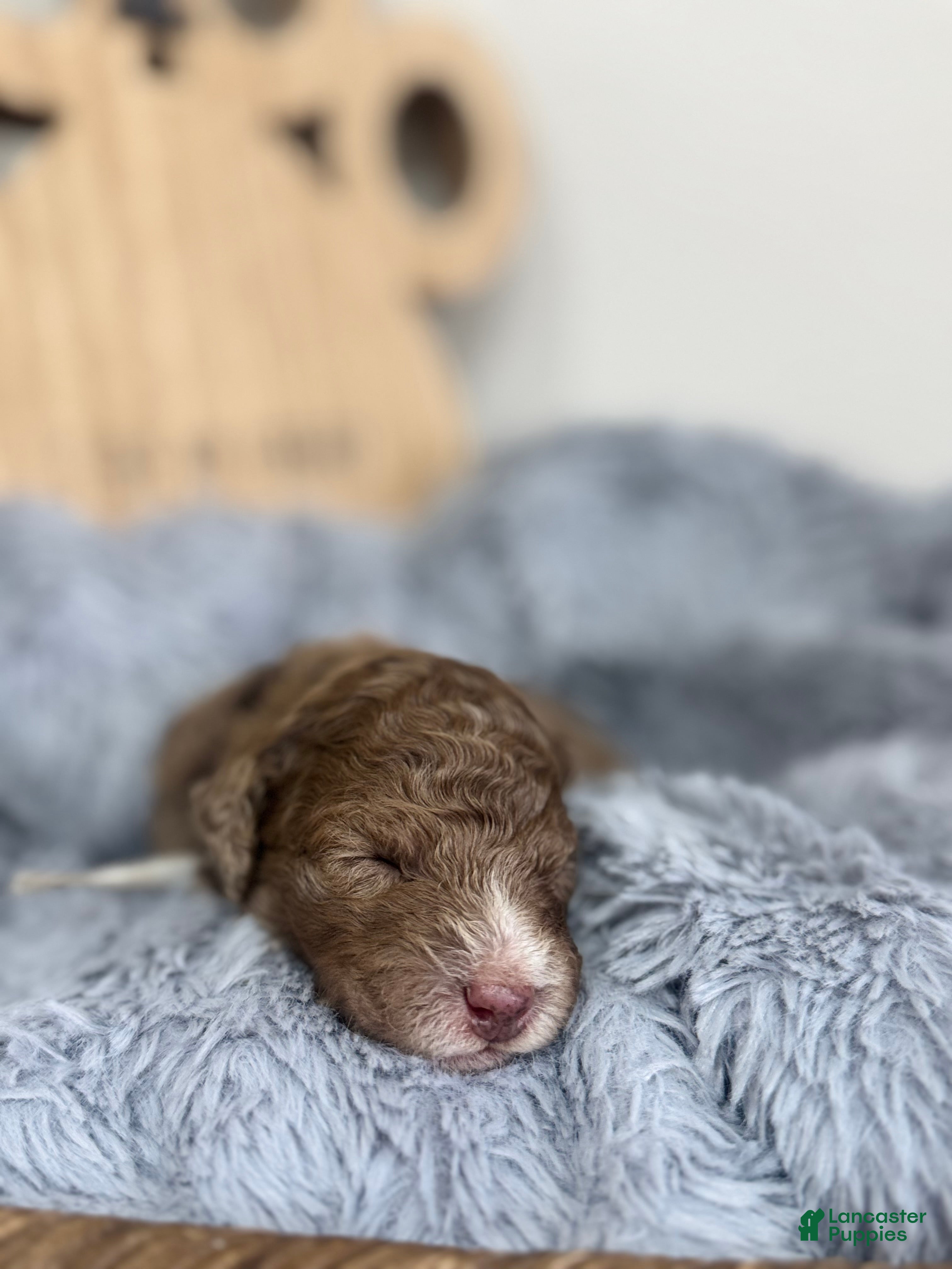 Mixed Breed dogs for sale: Dune-Gray Collar - Ad 4