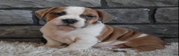 Mixed Breed dogs for sale: Tank  - Ad 5