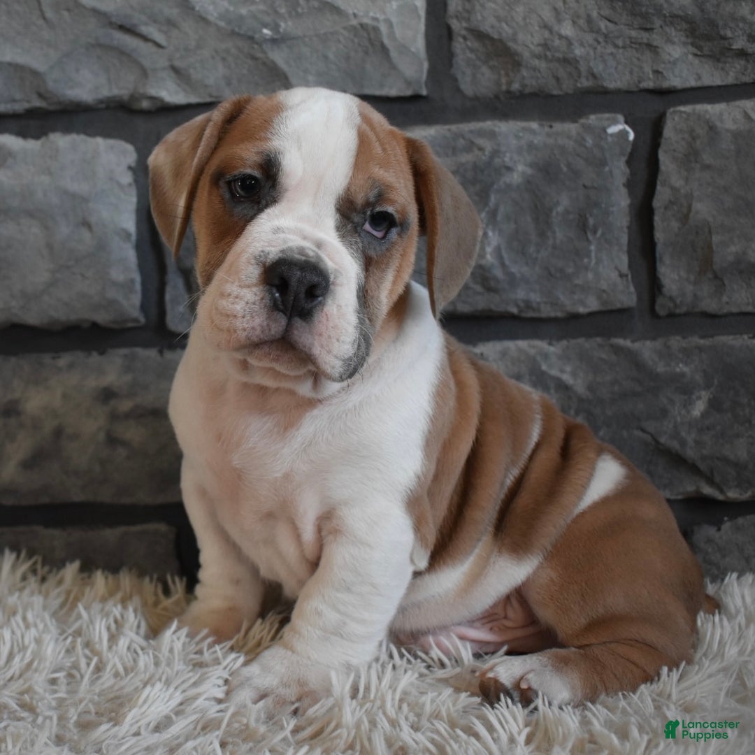 Mixed Breed dogs for sale: Tank  - Ad 5