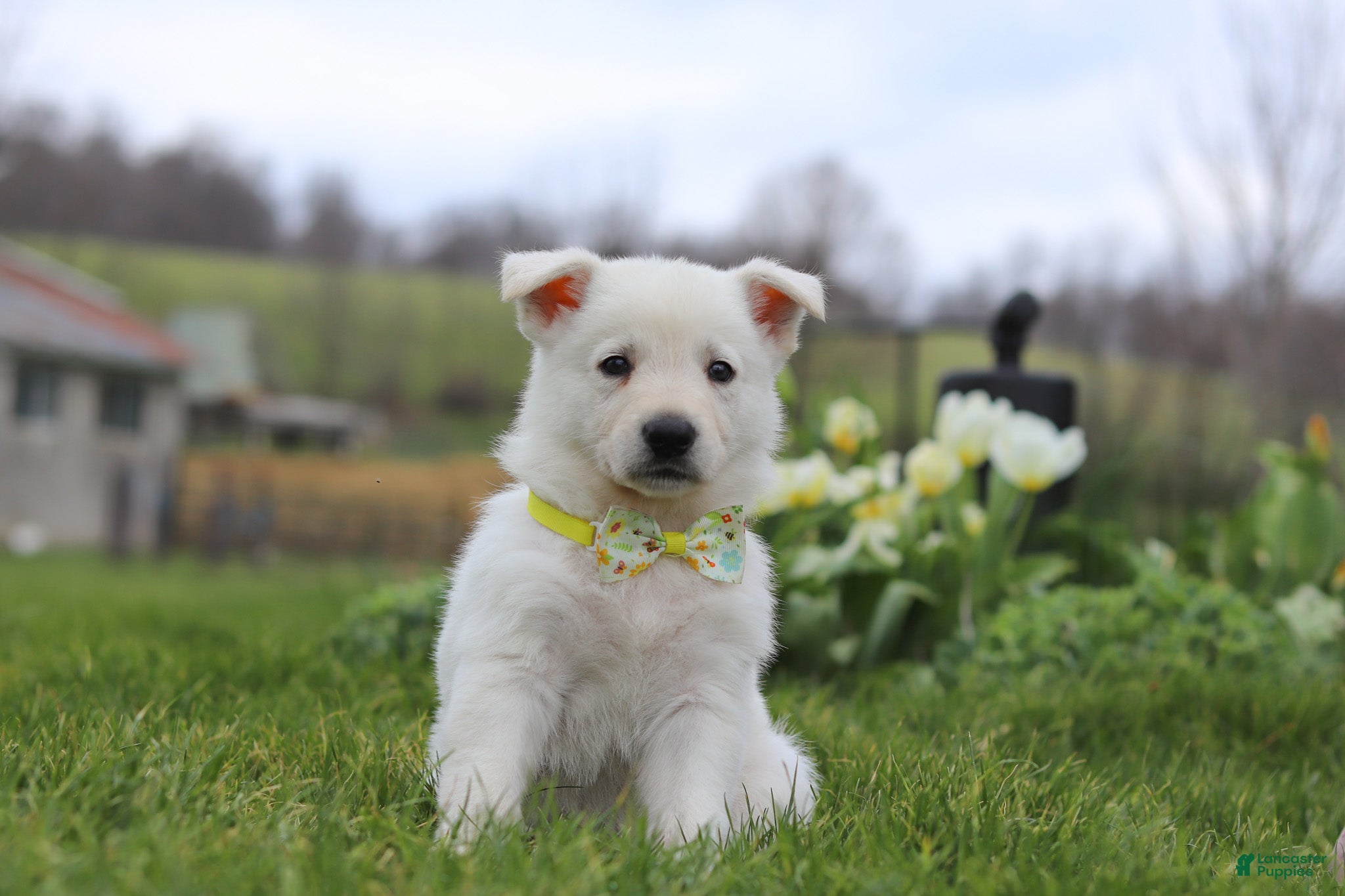 German Shepherd dogs Quinn - Ad 1