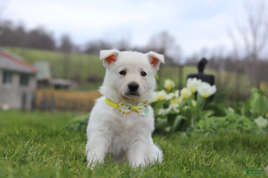 German Shepherd dogs for sale: Quinn - Ad 1