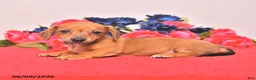 Miniature Dachshund dogs for sale: Winona - Ad 5