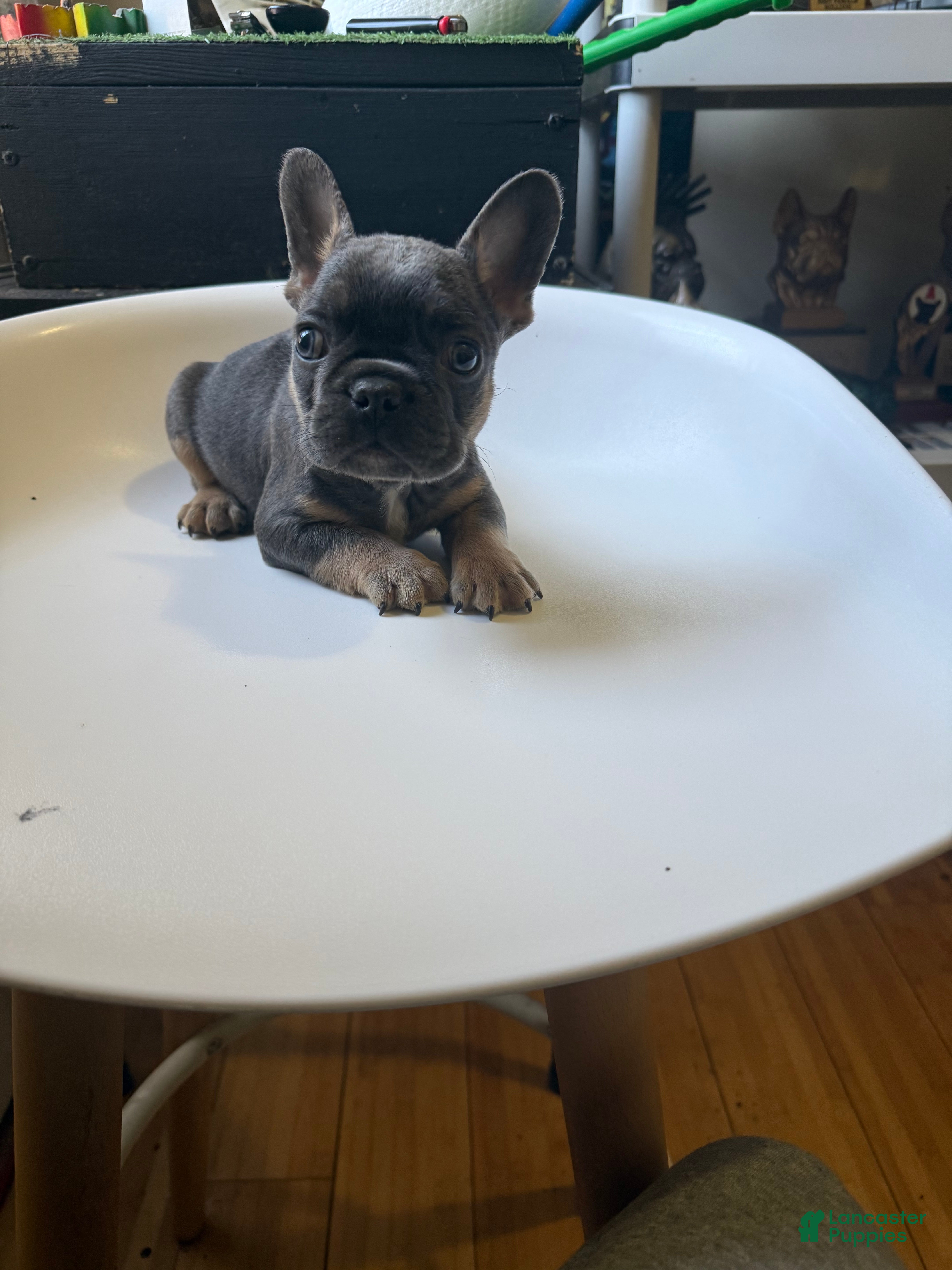 French Bulldog dogs French Bulldog Puppy 1 - Ad 8