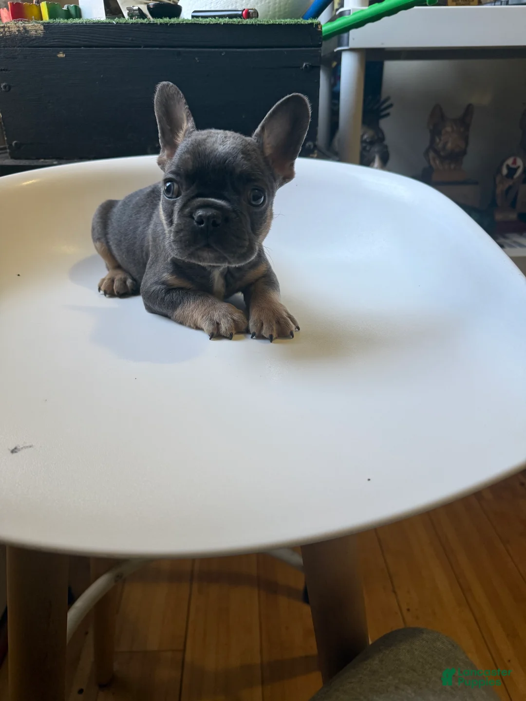 French Bulldog dogs for sale: French Bulldog Puppy 1 - Ad 1