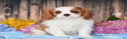 Cavalier King Charles Spaniel dogs for sale: Jazzy - Ad 3