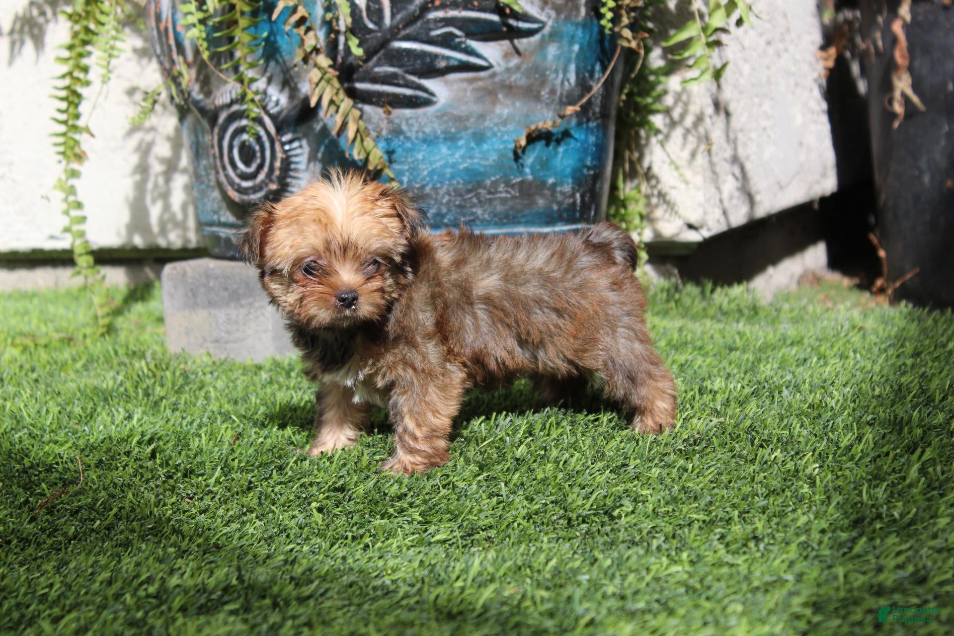 Yorkshire Terrier dogs Mrs Brawny  - Ad 1