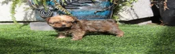 Yorkshire Terrier dogs for sale: Mrs Brawny  - Ad 1