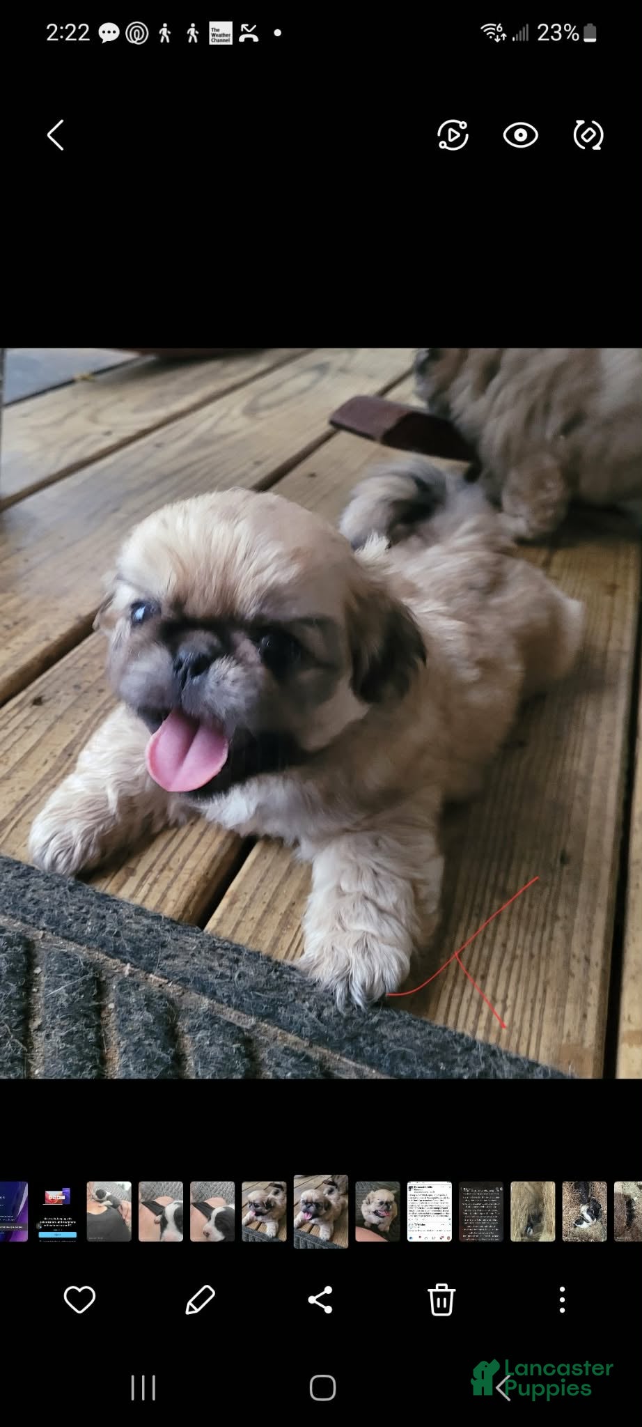 Pekingese dogs Pekingese 1 - Ad 3