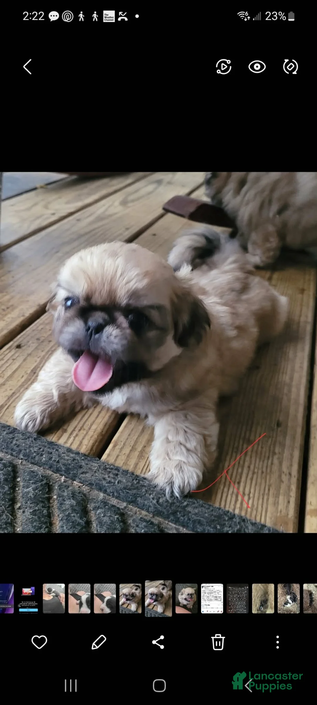 Pekingese dogs for sale: Pekingese 1 - Ad 1