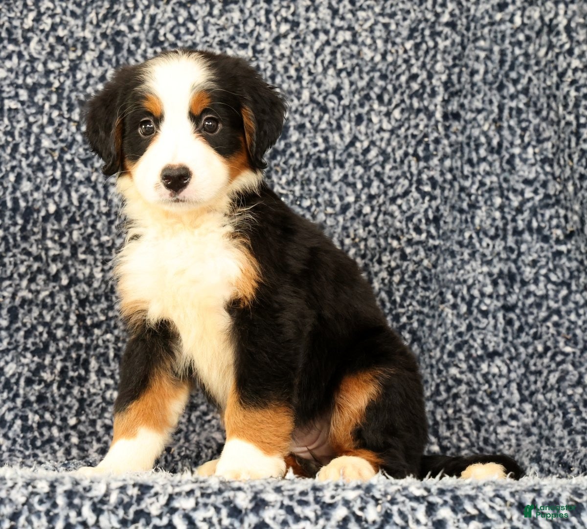 Bernese Mountain Dog dogs Carla - Ad 1