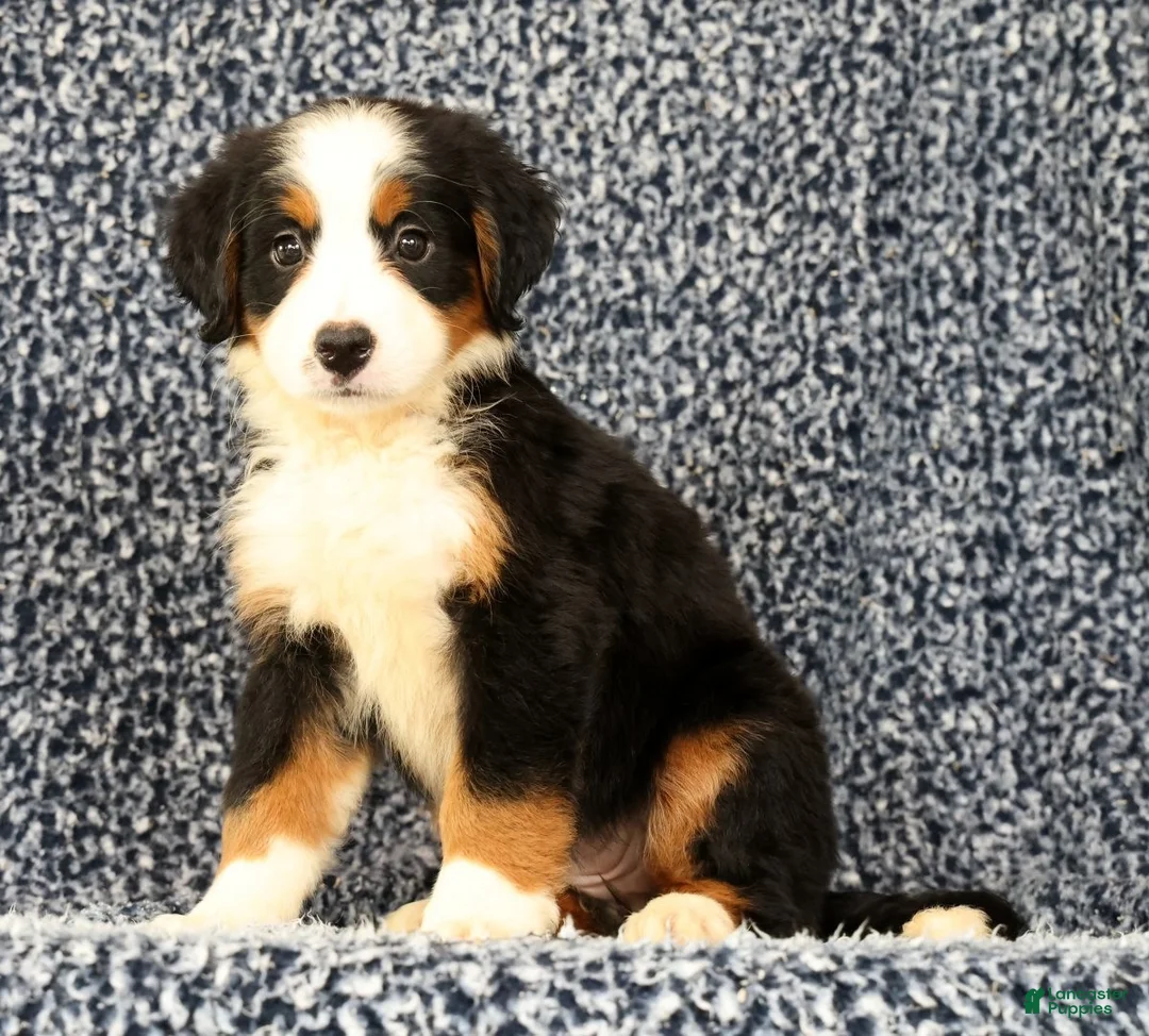 Bernese Mountain Dog dogs for sale: Carla - Ad 1