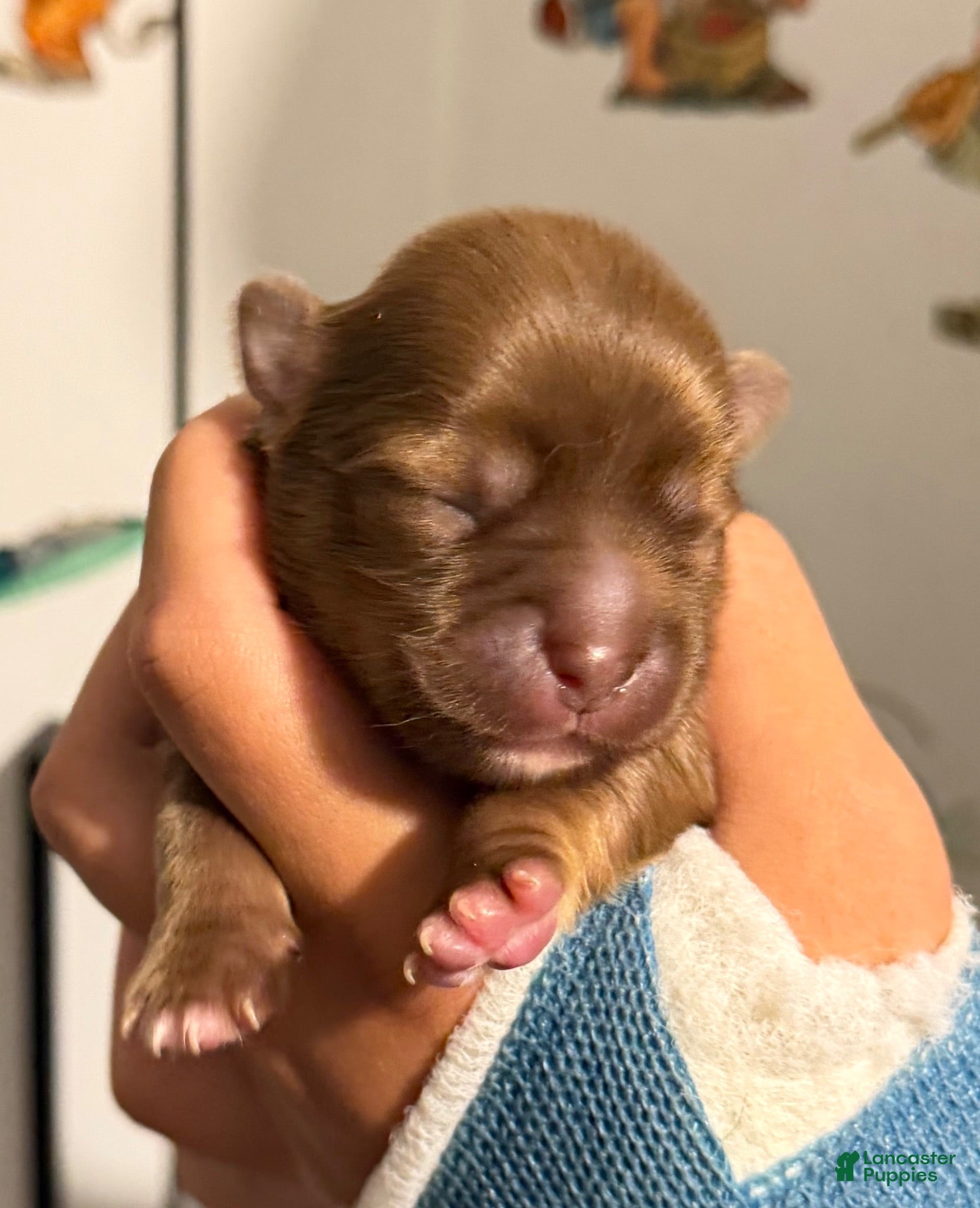Chihuahua dogs for sale: Chihuahua 2 - Ad 2