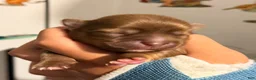Chihuahua dogs for sale: Chihuahua 2 - Ad 1