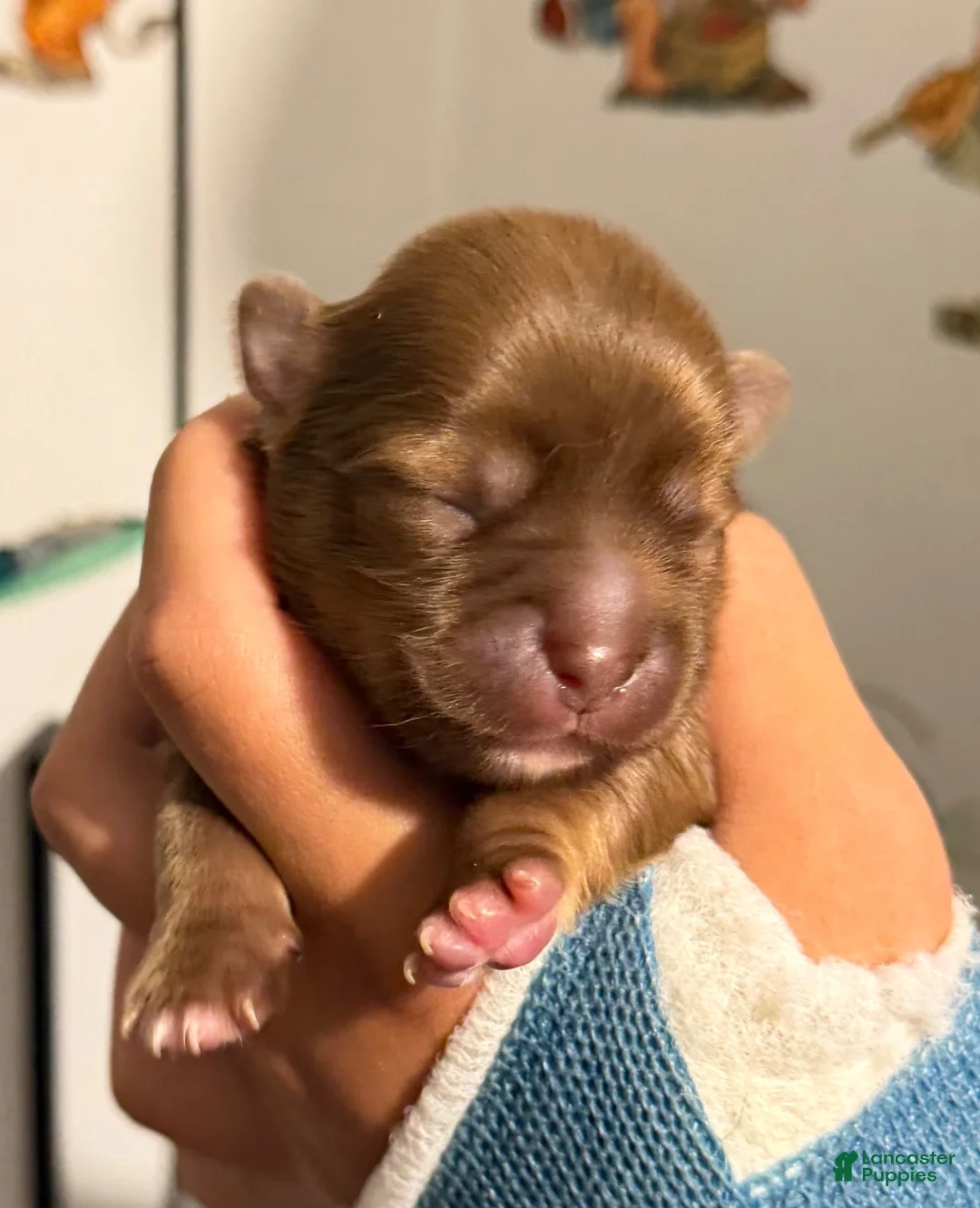 Chihuahua dogs for sale: Chihuahua 2 - Ad 1