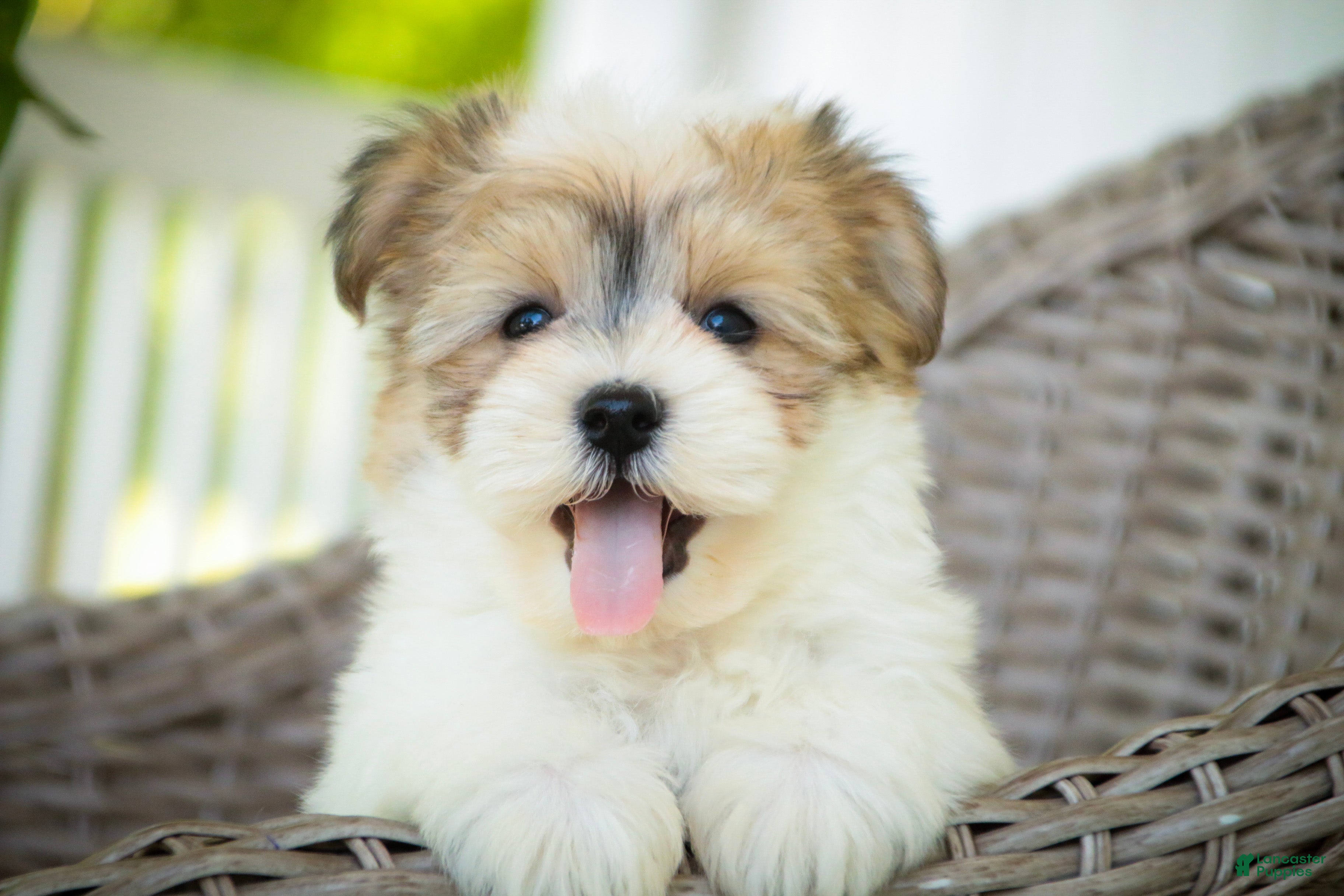 Havanese dogs Ina Havanese Puppy  - Ad 2