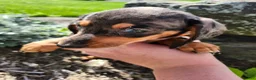 Miniature Dachshund dogs for sale: Remy  - Ad 3