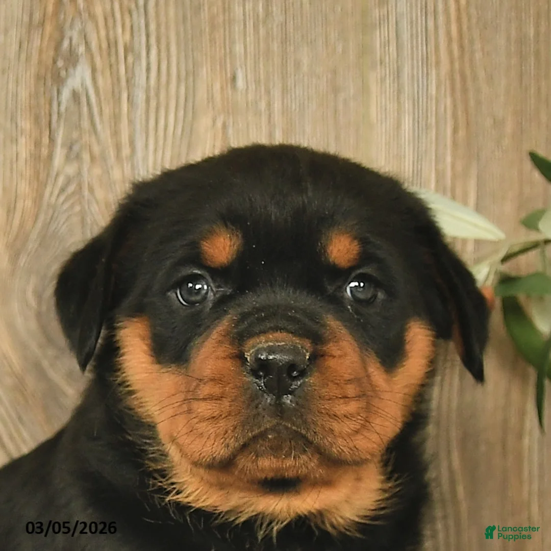 Rottweiler dogs for sale: Lexi  - Ad 5