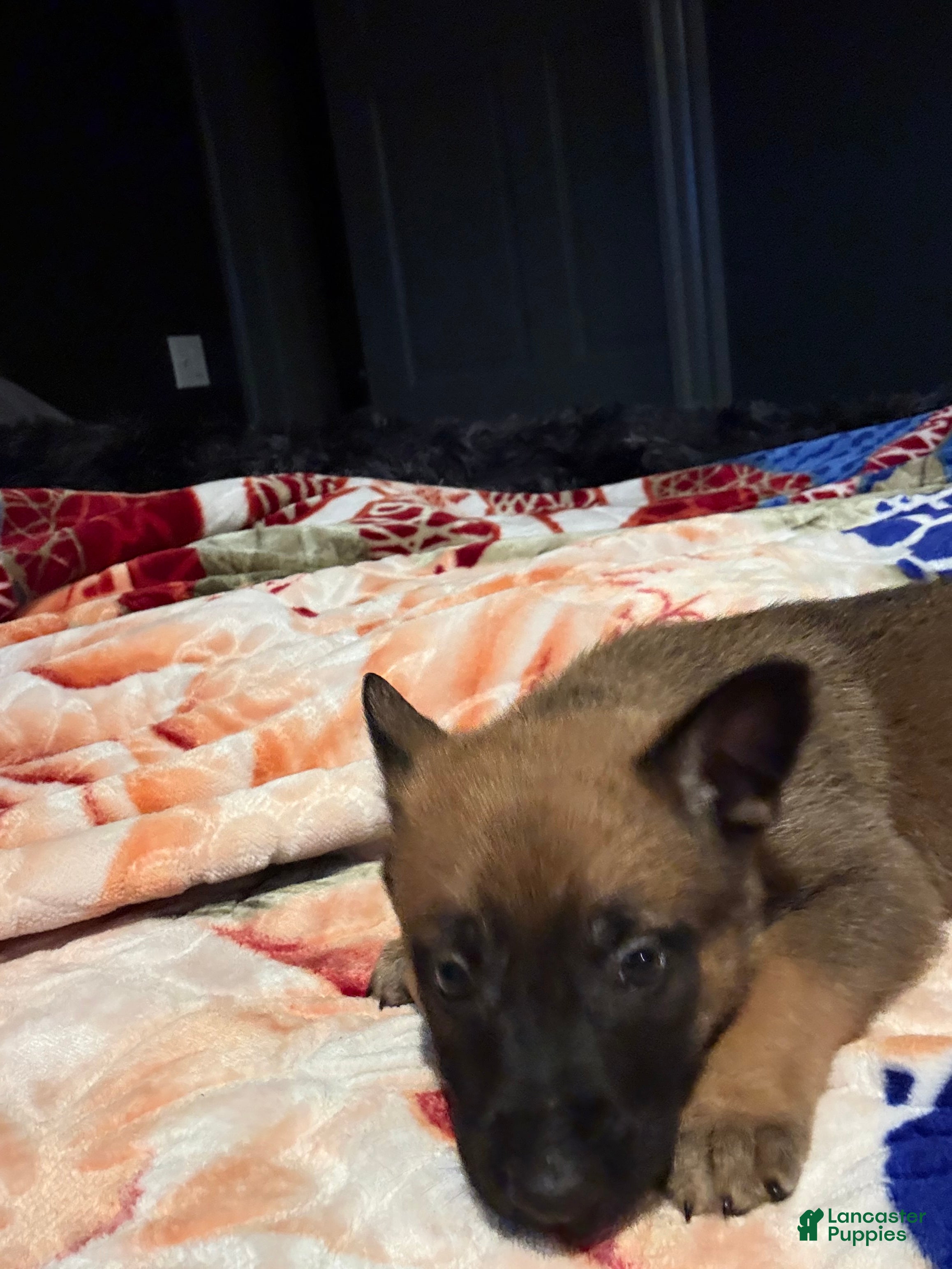 Mixed Breed dogs Sapphire  - Ad 2