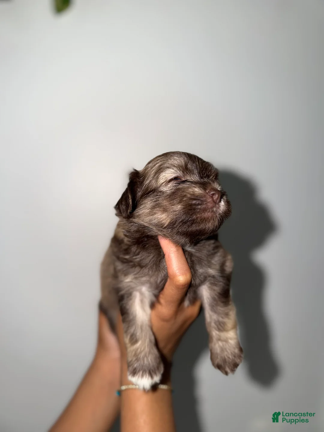 Mixed Breed dogs for sale: Mixed Breed 2 - Ad 2