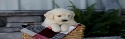 Golden Retriever dogs for sale: Beauty - Ad 6