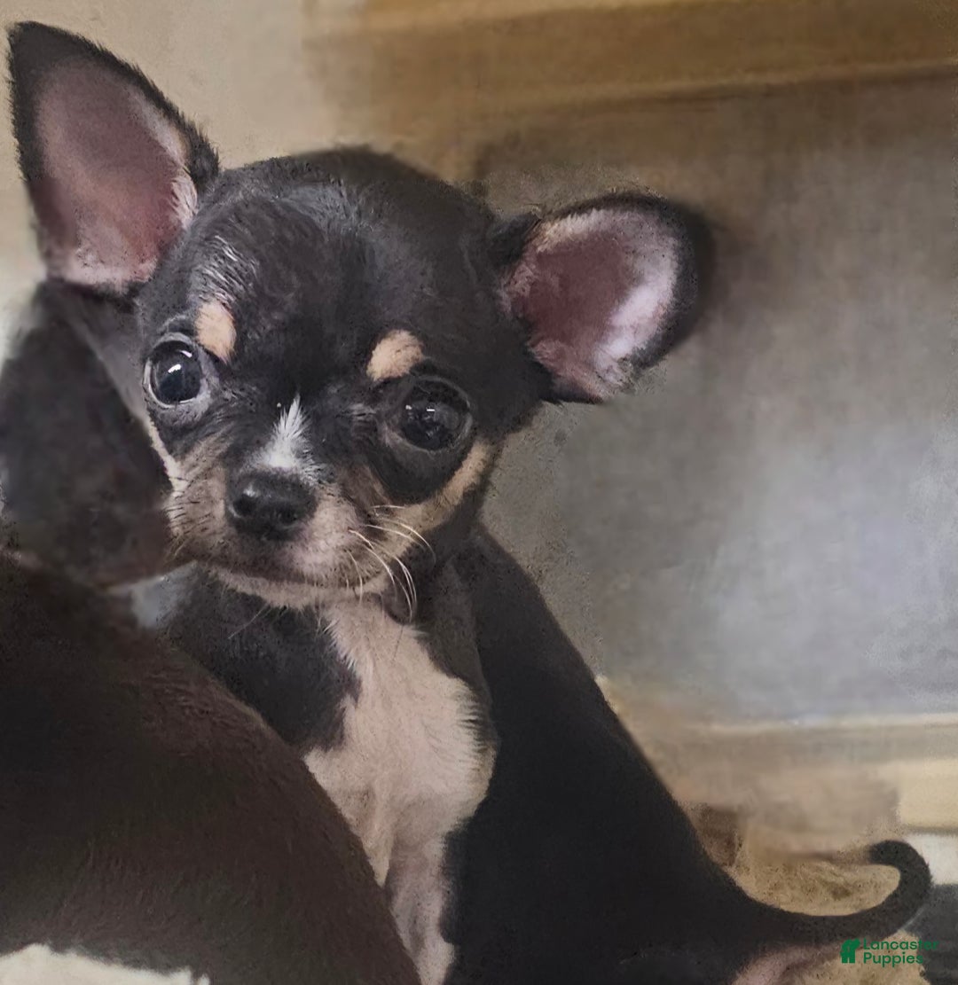 Chihuahua dogs for sale: Biff - Ad 7