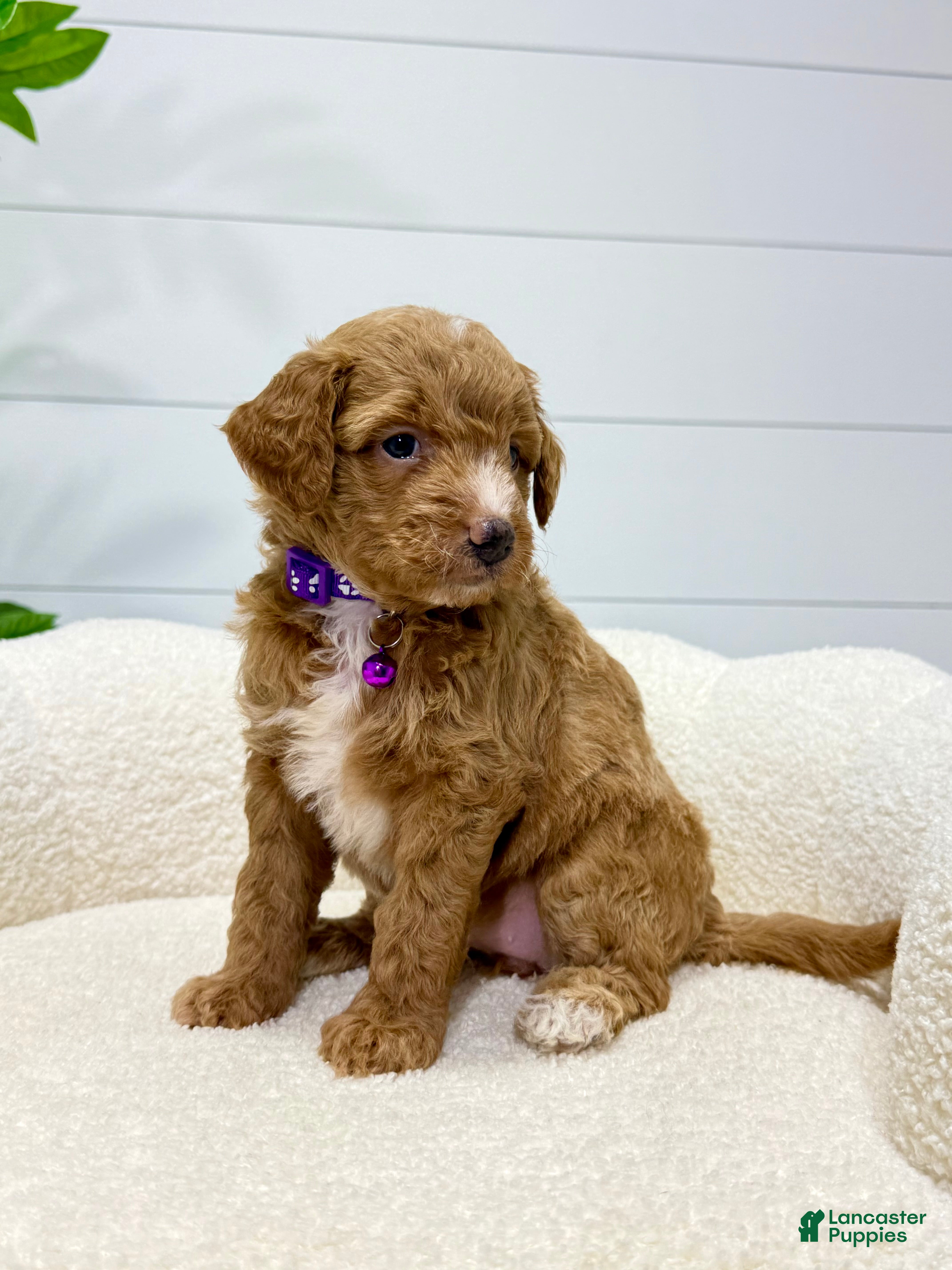 Mini Goldendoodle dogs for sale: Daisy  🌼🥰 - Ad 1