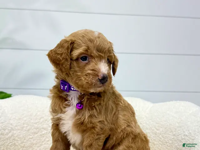Mini Goldendoodle dogs for sale: Daisy 🌼🥰 - Ad 1