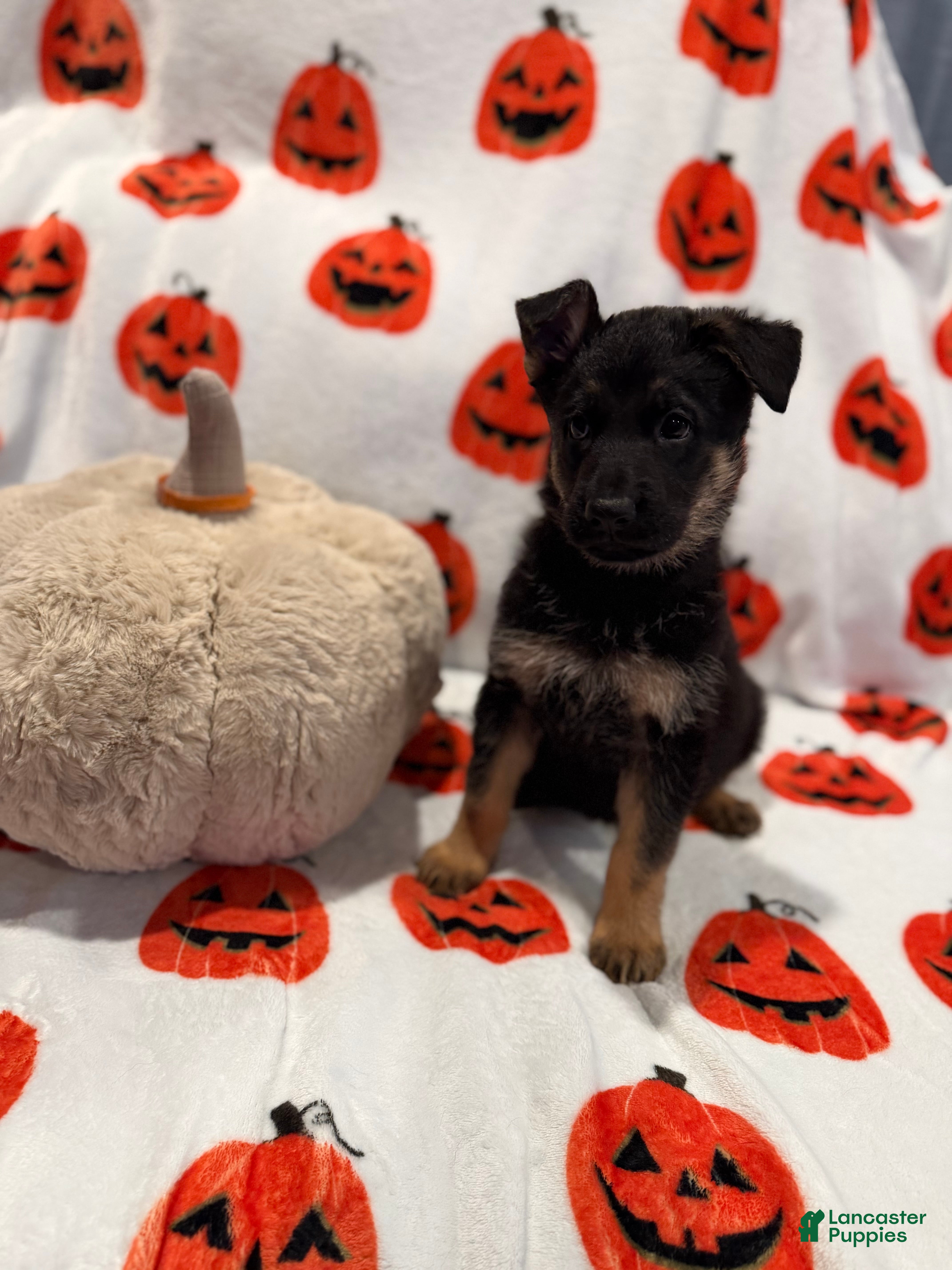 German Shepherd dogs for sale: Lola  - Ad 1