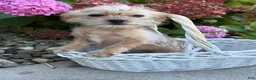 Shorkie dogs for sale: Albert - Ad 3