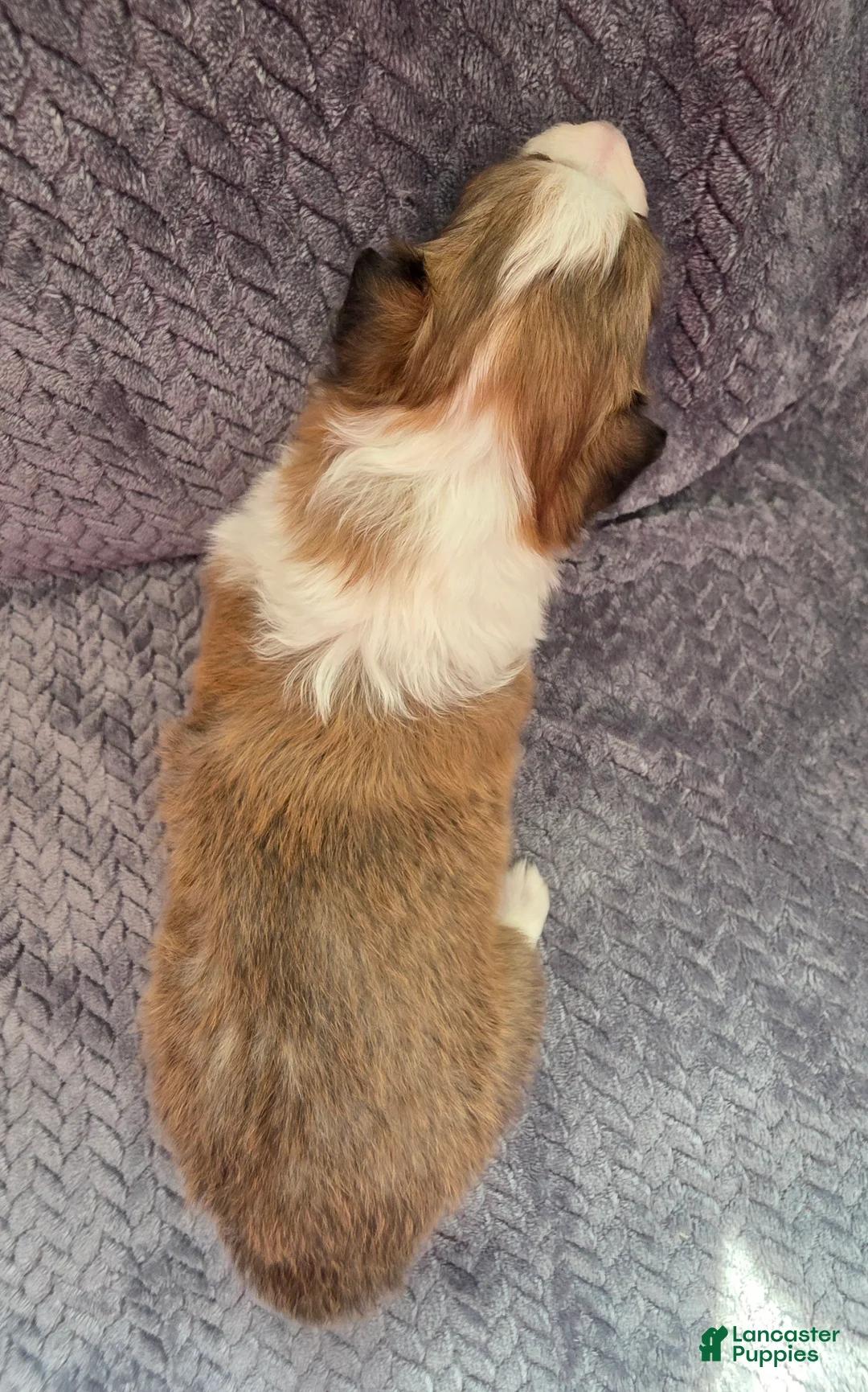 Shetland Sheepdog dogs for sale: Falco - Ad 6