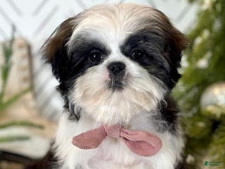 Shih Tzu dogs Carols - Ad 36
