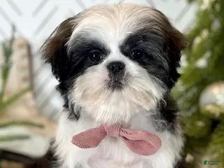 Shih Tzu dogs Carols - Ad 23
