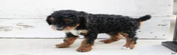 Miniature Poodle dogs for sale: Tanger - Ad 10