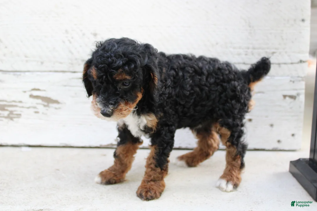 Miniature Poodle dogs for sale: Tanger - Ad 10