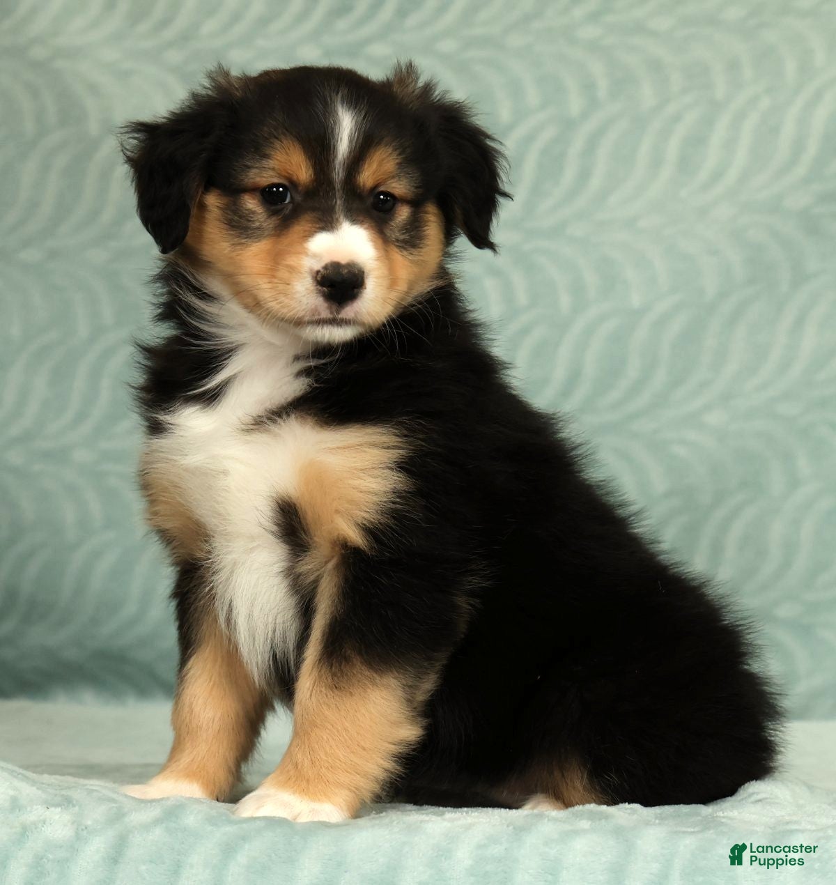 Australian Shepherd dogs Lady - Ad 1