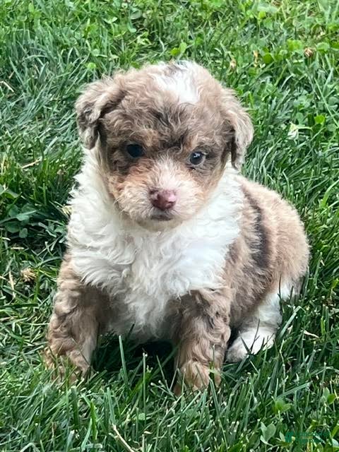 Aussiedoodle dogs Flora Mini Aussiedoodle  - Ad 1