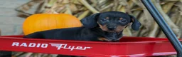 Miniature Dachshund dogs for sale: Zeke🐾 - Ad 3