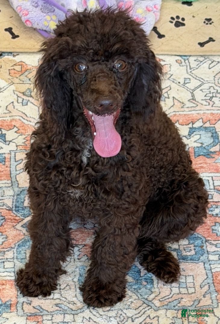Miniature Poodle dogs Hershall - Ad 9