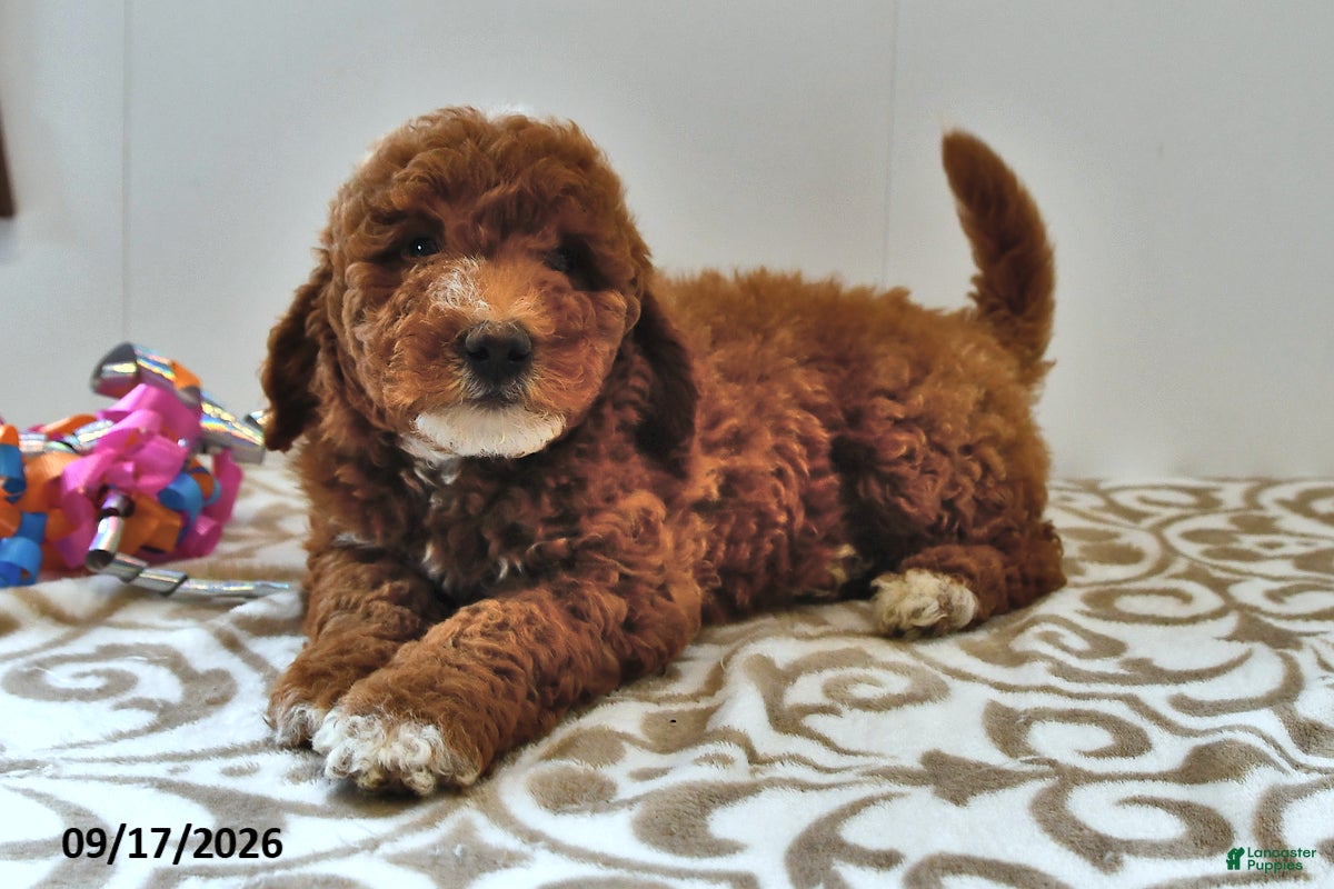 Mini Goldendoodle dogs Louie - Ad 1