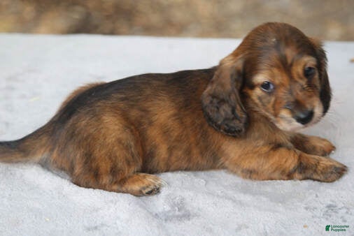 Dachshund dogs Red Brindle Longhair Small Standard - Ad 2