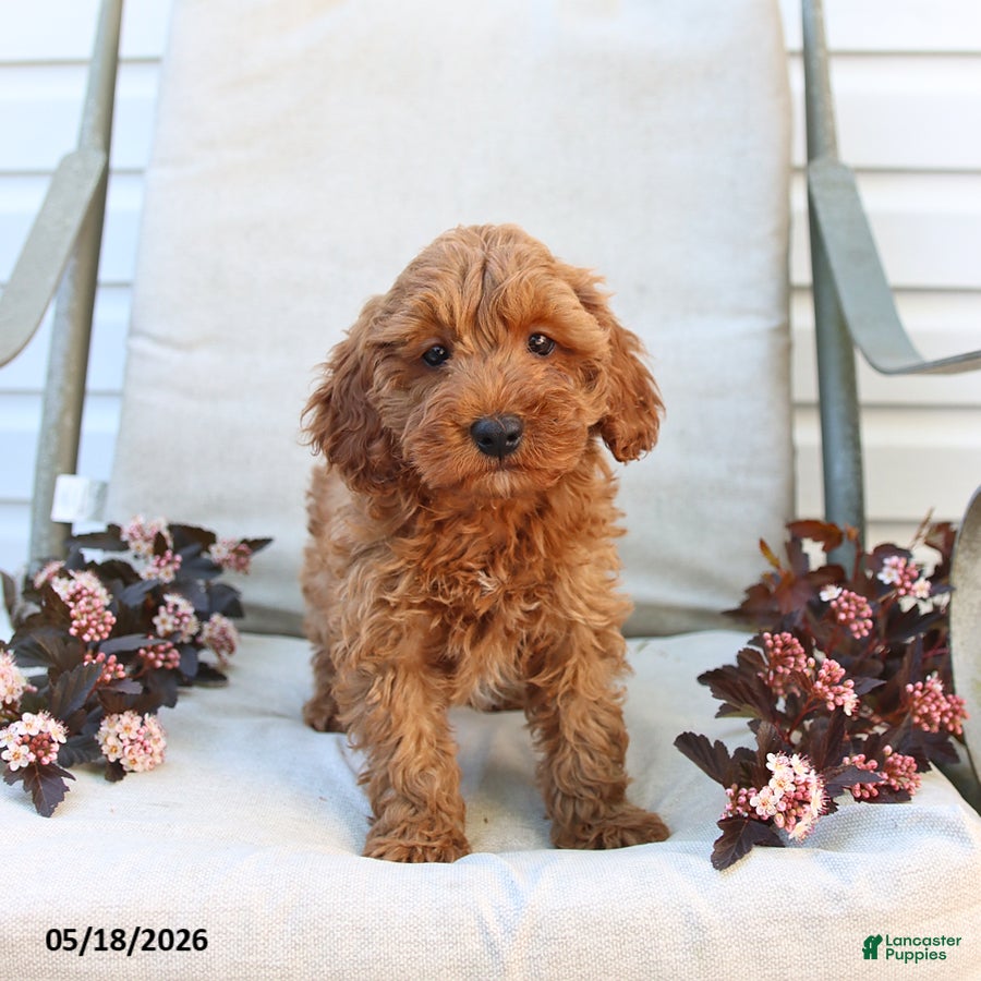 Cockapoo dogs Jason - Ad 2