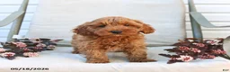 Cockapoo dogs for sale: Jason - Ad 7