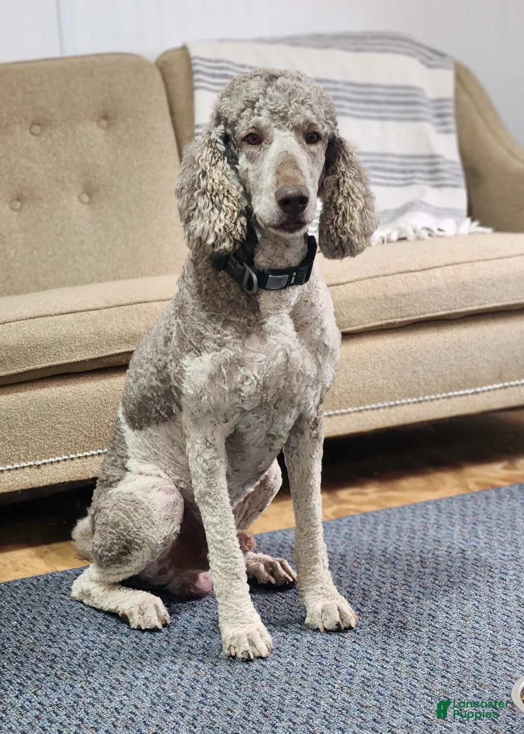 Standard Poodle dogs for sale: Champ - Ad 3