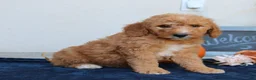 Mini Goldendoodle dogs for sale: Milo  - Ad 3