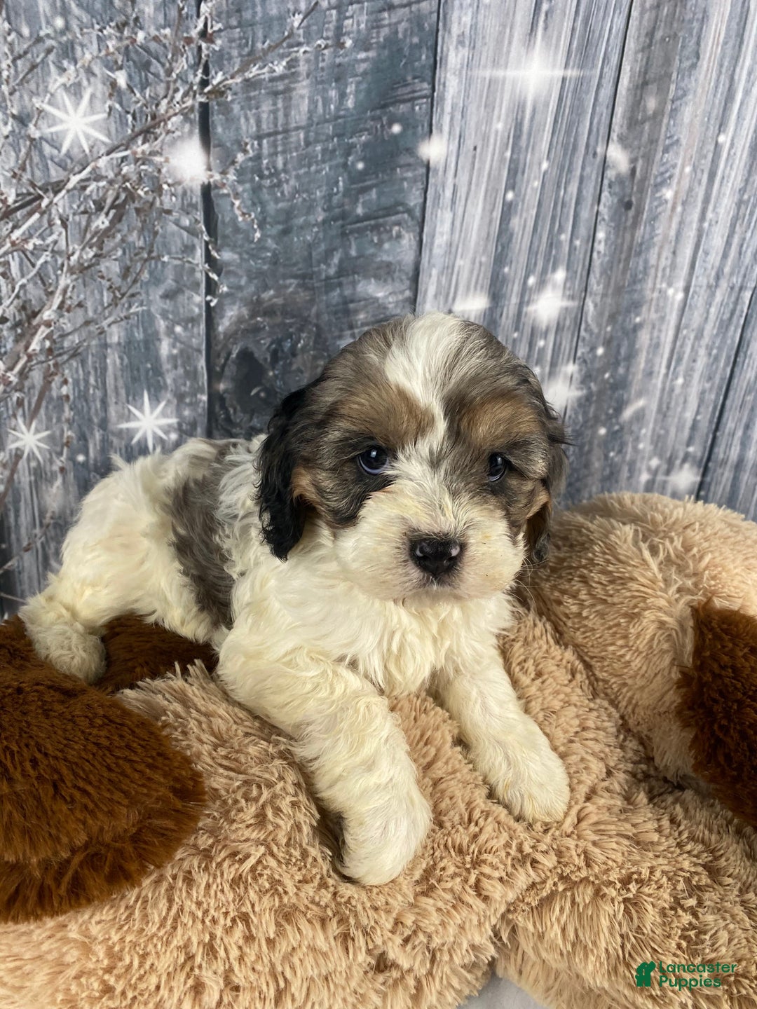 Cavapoo dogs for sale: Jessica - Ad 5