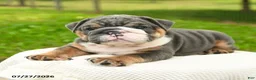 English Bulldog dogs for sale: Mr Blue - Ad 2
