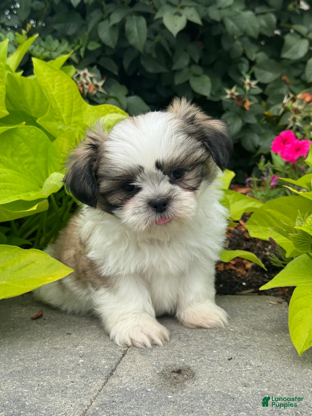 Shih Tzu dogs for sale: Smokey - Ad 2