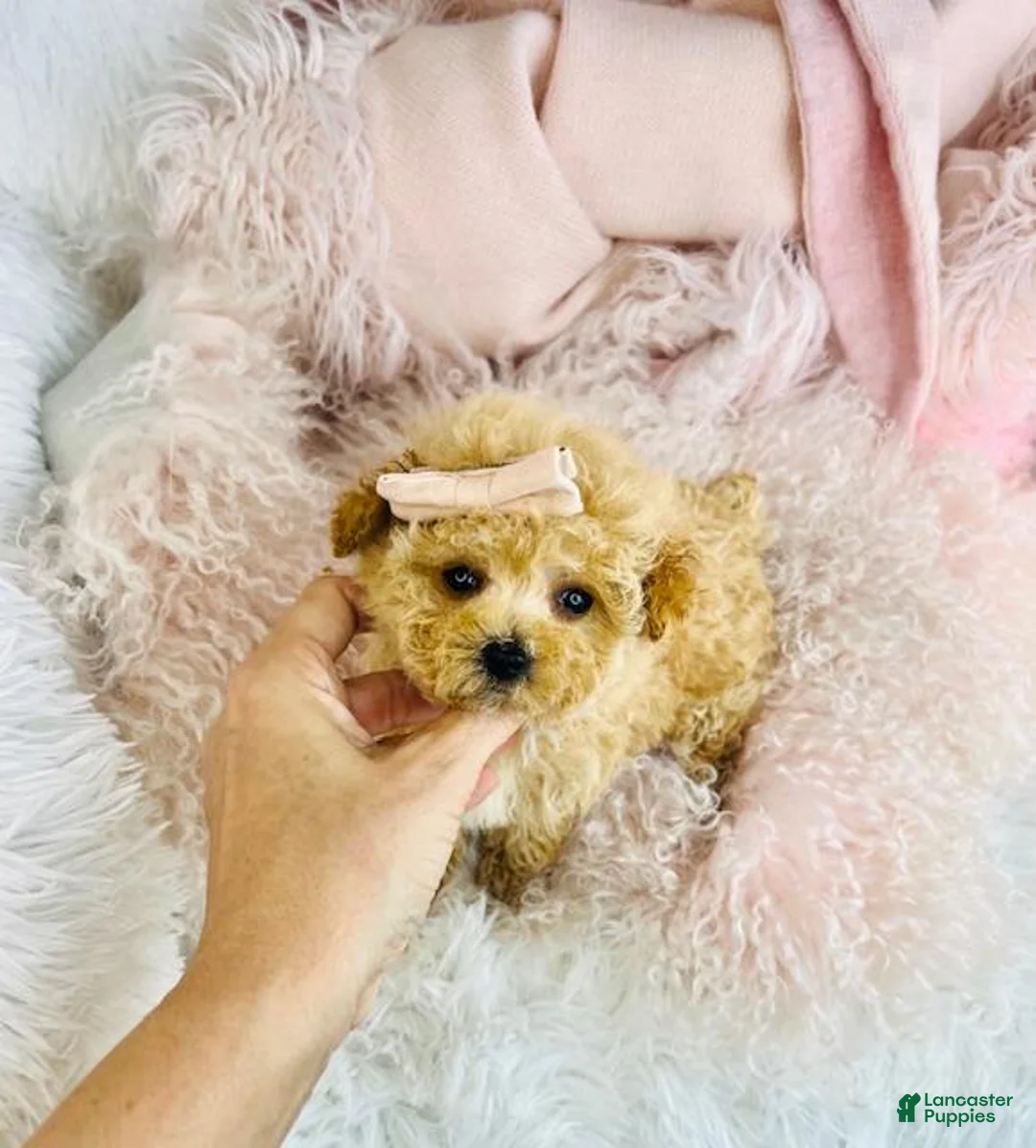 Toy Poodle dogs for sale: Teacup Poodle Puppy 1 - Ad 4